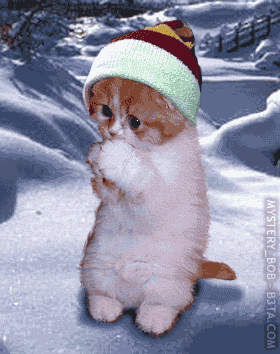 le chat  noel